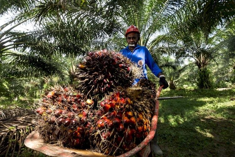 Bapenda Riau Revisi Pergub Air Permukaan, Pohon Kelapa Sawit Bakal Kena Pajak