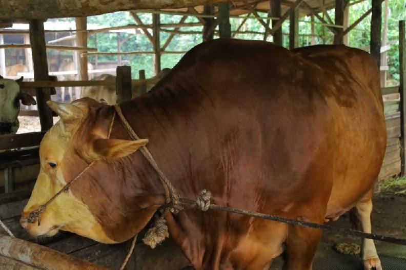 Sapi Simental 907 Kg Lolos Uji Kesehatan, Siap Jadi Kurban Bantuan Presiden di Iduladha 1447 H
