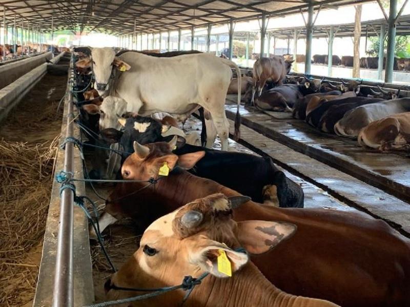 3.514 Stok Sapi Kurban Tersedia di Pekanbaru, Distankan Pastikan Aman hingga Iduladha