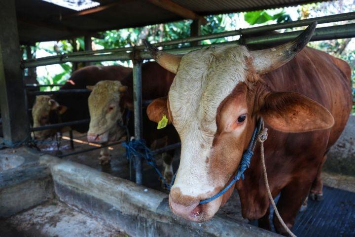 Riau Terima 14 Sapi Kurban Bantuan Presiden RI, Dipilih dari Ternak Terbaik Daerah