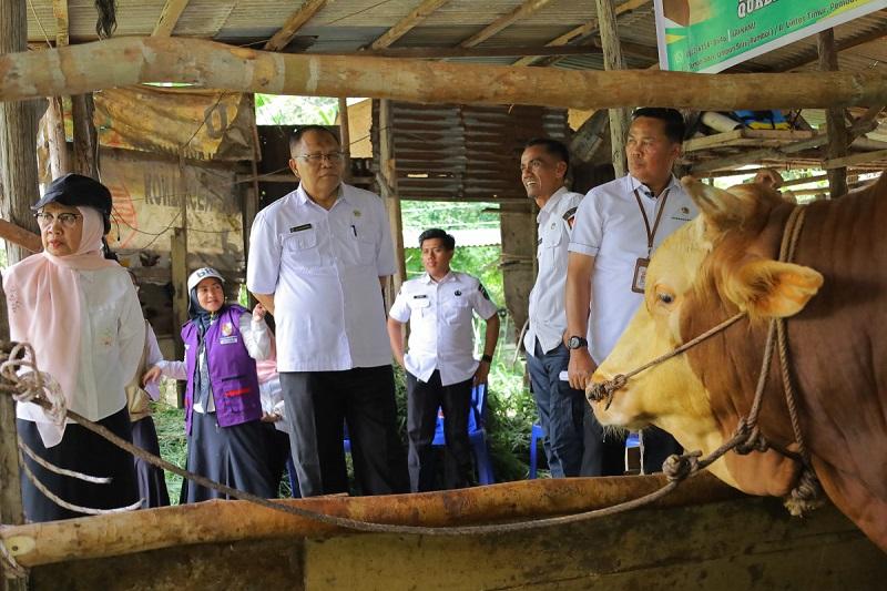 Ribuan Sapi Kurban di Pekanbaru Dipantau Ketat, Distankan Pastikan Bebas PMK