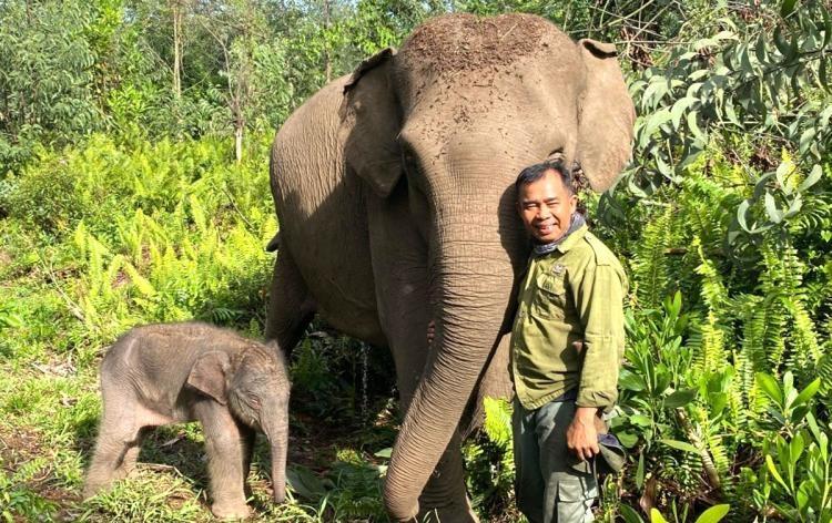 Angin Segar bagi Konservasi Satwa, Bayi Gajah Sumatera Lahir Sehat di Taman Nasional Tesso Nilo