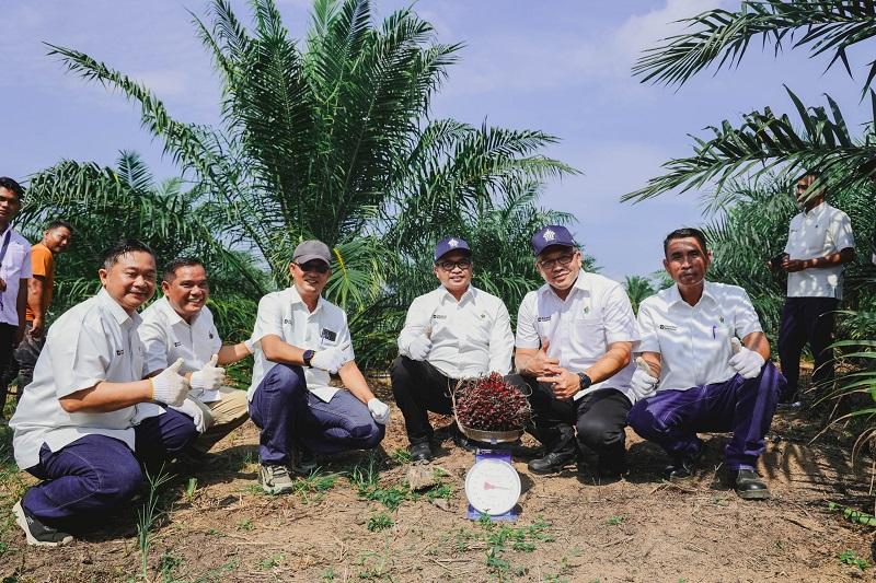 Tembus Usia 2,5 Tahun, Sawit Muda PTPN IV Regional III Catat Produksi di Atas Standar Nasional