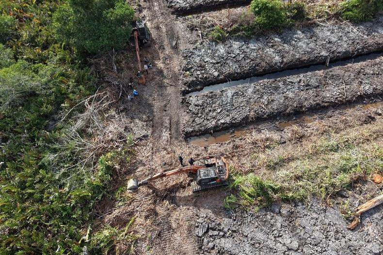 Diduga Dibabat untuk Perkebunan, 100 Hektare Hutan Mangrove di Rohil Kini Diselidiki Polisi