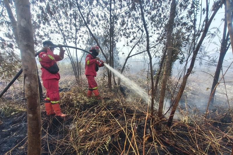 Semester Pertama 2026, Karhutla di Riau Mencapai 15.477 Hektare
