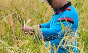 Penguatan Swasembada Pangan Nasional, 1.665 Petani Milenial di Riau Dilibatkan
