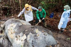 Eksekutor Pembunuh Gajah di Hutan Konsesi Pelalawan Terus Diburu
