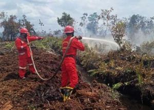 Lahan Terbakar Akibat Ingin Basmi Sarang Tawon, Pria Ini Justru Kena Tindak Pidana