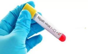 Dirjen Terbitkan Edaran Antisipasi Virus Nipah, Dinas PKH Riau Perketat Pengawasan dan Risko Peyebaran