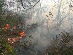 Hindari Gangguan Pernapasan, Asap Ratusan Hektar Lahan Terbakar di Dumai Mulai Menyebar