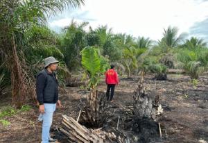 Karhutla 500 Hektare di Pelalawan Terkuak, Satu Pelaku Pembakaran Lahan Diamankan