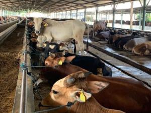 3.514 Stok Sapi Kurban Tersedia di Pekanbaru, Distankan Pastikan Aman hingga Iduladha