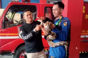 Damkar Pekanbaru Catat 455 Operasi Penyelamatan, Didominasi Evakuasi Satwa dan Bantuan Darurat