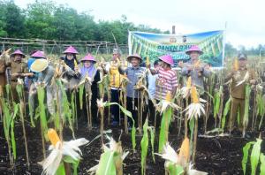 Petani Desa Sukamaju Raup Hasil Manis, Panen Perdana Jagung di Lahan Gambut Capai 7 Ton