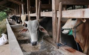 Tradisi Kurban PWI Riau Kembali Digelar, Siap Sembelih 6 Sapi dan 1 Kambing