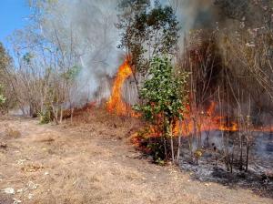 Musim Kemarau El Nino Menguat, Lahan Terbakar di Pekanbaru Capai 38 Hektare