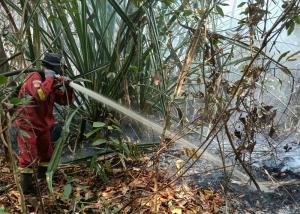 Karhutla Serentak di 4 Wilayah Riau, Manggala Agni Masih Berjibaku